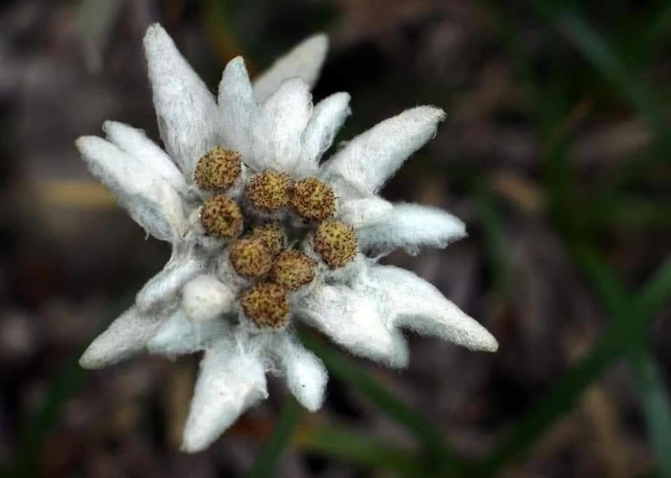 Edelweiss Ilinca Daire Zărneşti Dış mekan fotoğraf
