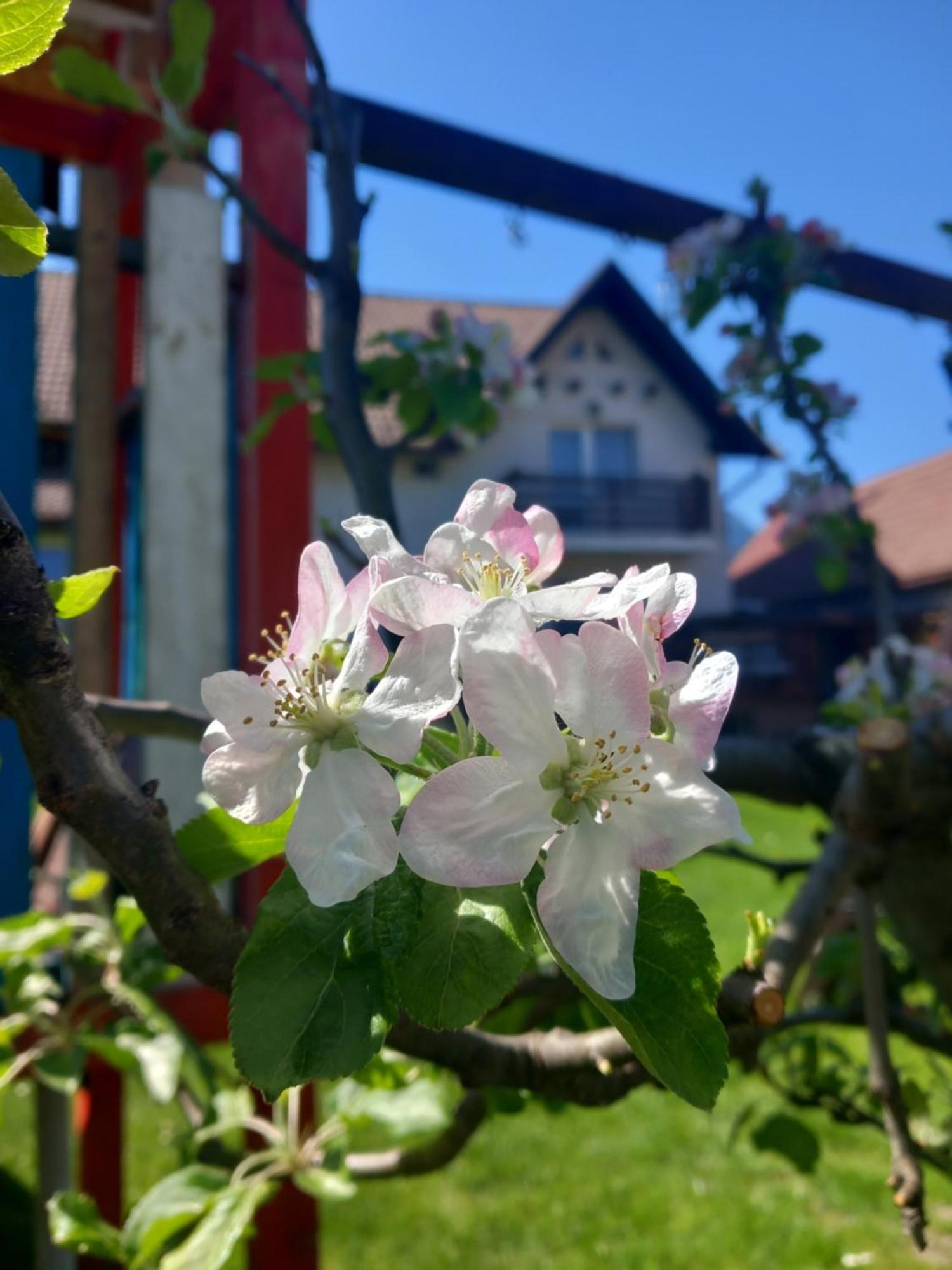 Edelweiss Ilinca Daire Zărneşti Dış mekan fotoğraf