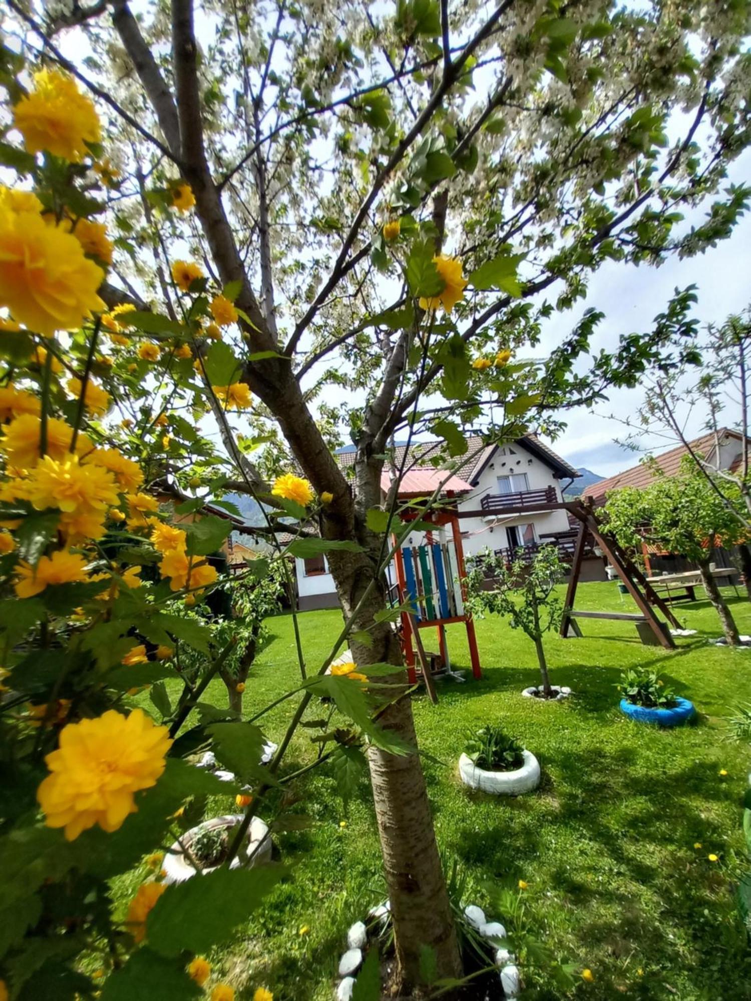 Edelweiss Ilinca Daire Zărneşti Dış mekan fotoğraf